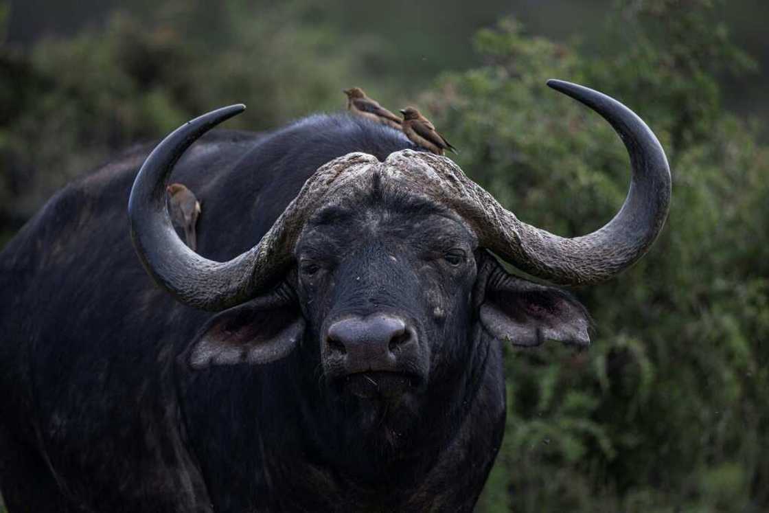 Only a fraction of game meat ends up in butcheries and supermarkets Only a fraction of game meat ends up in butcheries and supermarkets