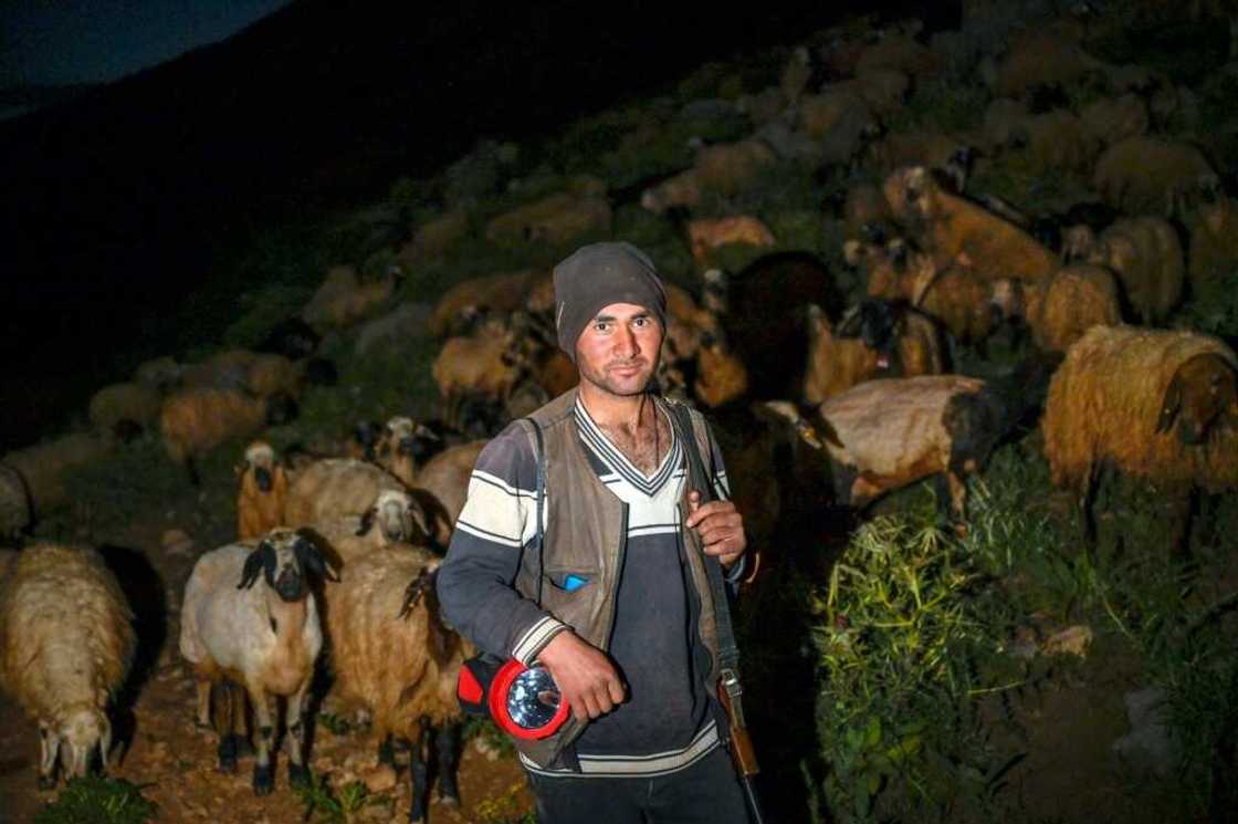 The goats and sheep prefer to graze at night, when the heat subsides, which is also when bears come out to hunt The goats and sheep prefer to graze at night, when the heat subsides, which is also when bears come out to hunt