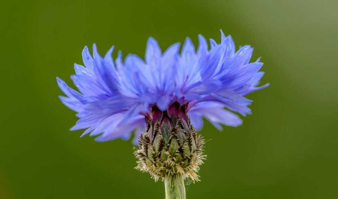 A purple cornflower on a green backdrop