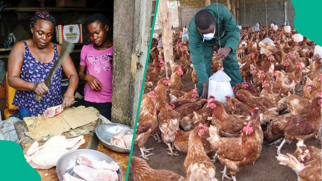 Low Patronage Hits Poultry Traders Even as Chicken Prices Drop Low Patronage Hits Poultry Traders Even as Chicken Prices Drop