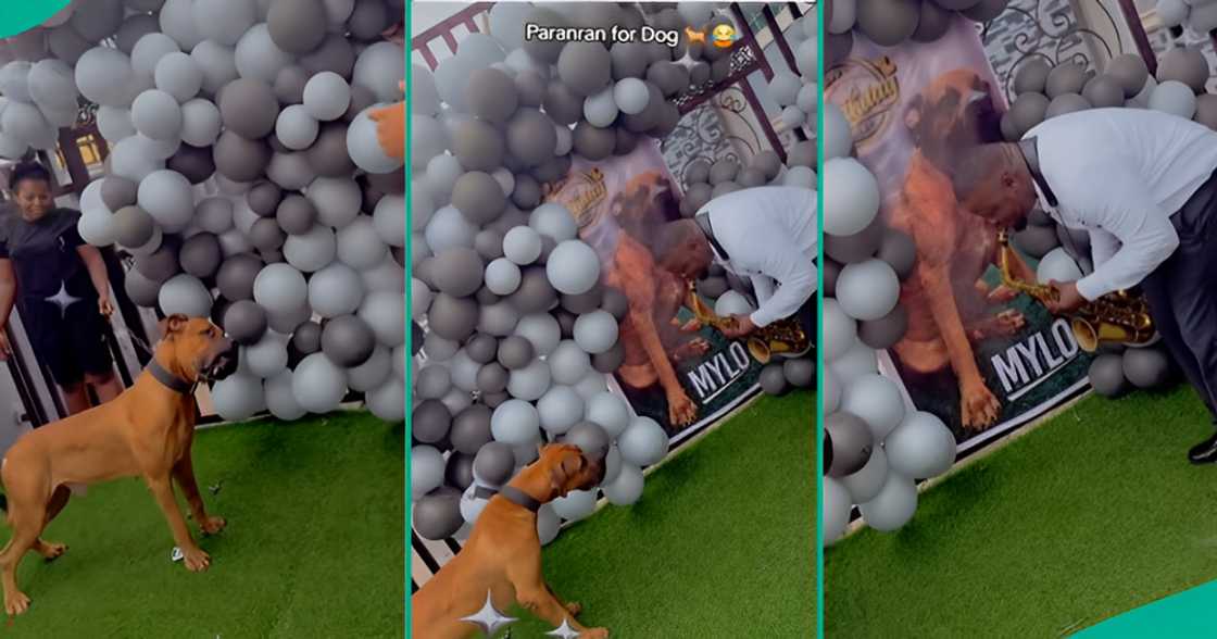 Saxophonist serenades dog on birthday during party Saxophonist serenades dog on birthday during party