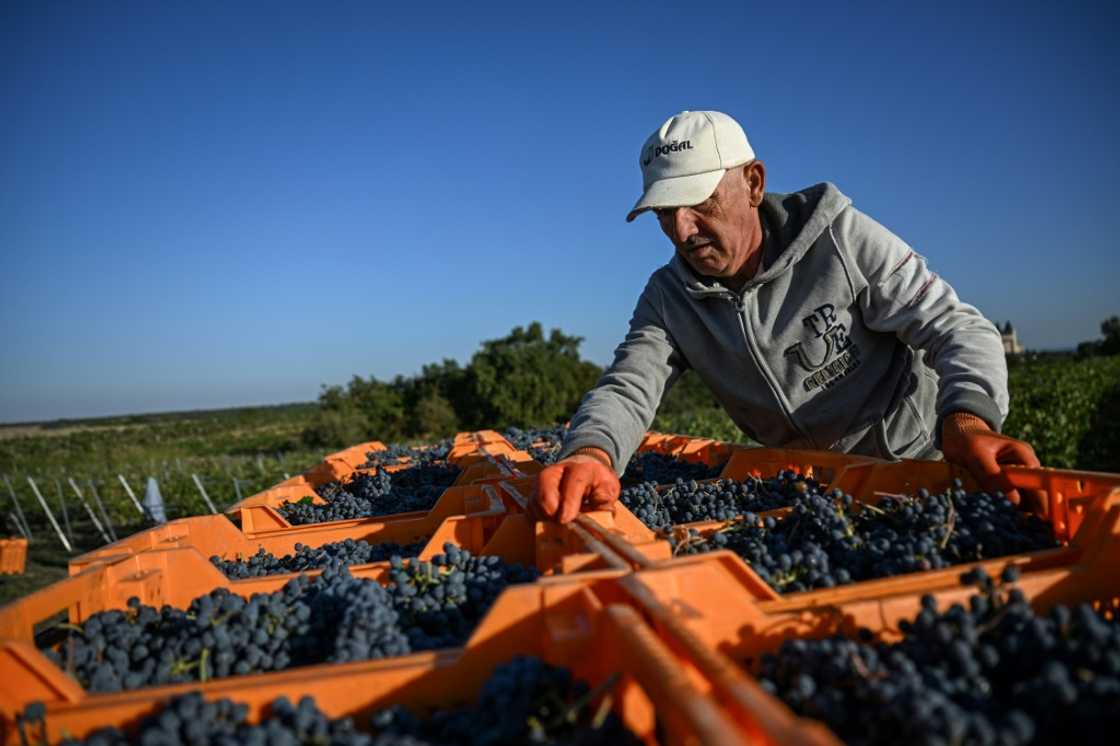 Producers want Turkey to promote its wines abroad Producers want Turkey to promote its wines abroad