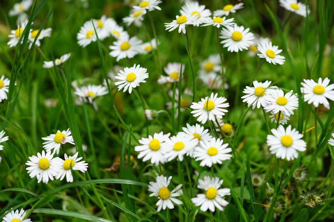 Painted daisy flower Painted daisy flower