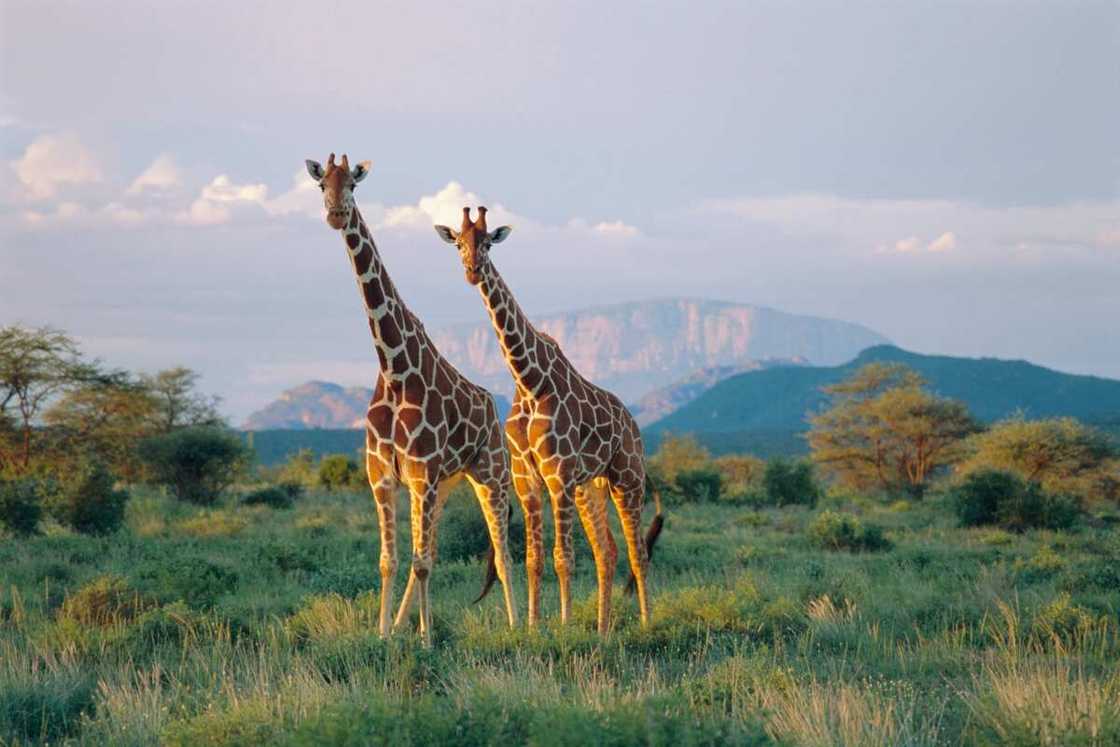 Reticulated giraffes (Giraffa camelopardalis reticulata) Reticulated giraffes (Giraffa camelopardalis reticulata)