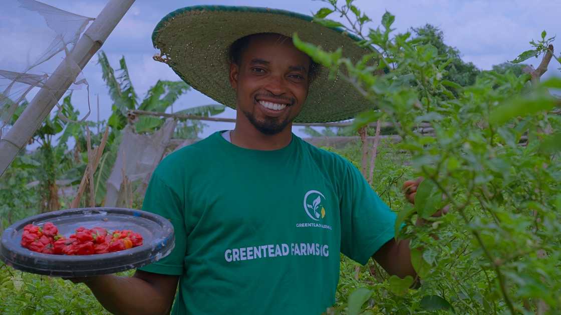 How the PalmPay Hustle Grant Helped GreenTead Farm Grow into a Multi-Million Naira Agribusiness How the PalmPay Hustle Grant Helped GreenTead Farm Grow into a Multi-Million Naira Agribusiness