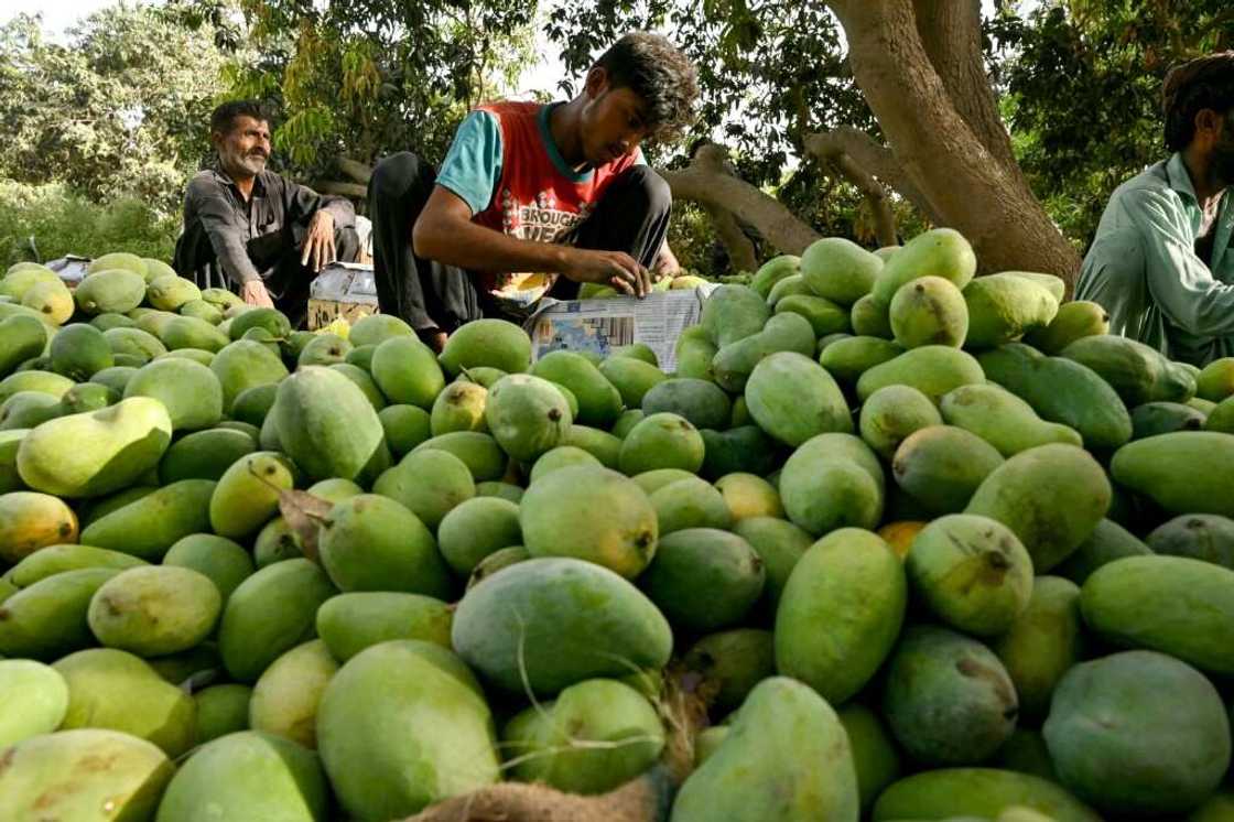 Pakistan is the world's fourth-largest mango producer but recent weather changes have upended the industry