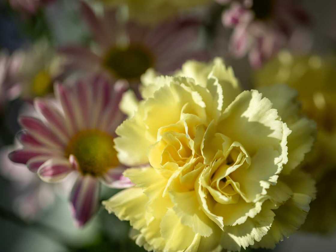 Yellow carnation Yellow carnation