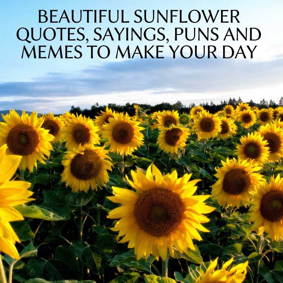 Sunflower quotes Sunflower quotes