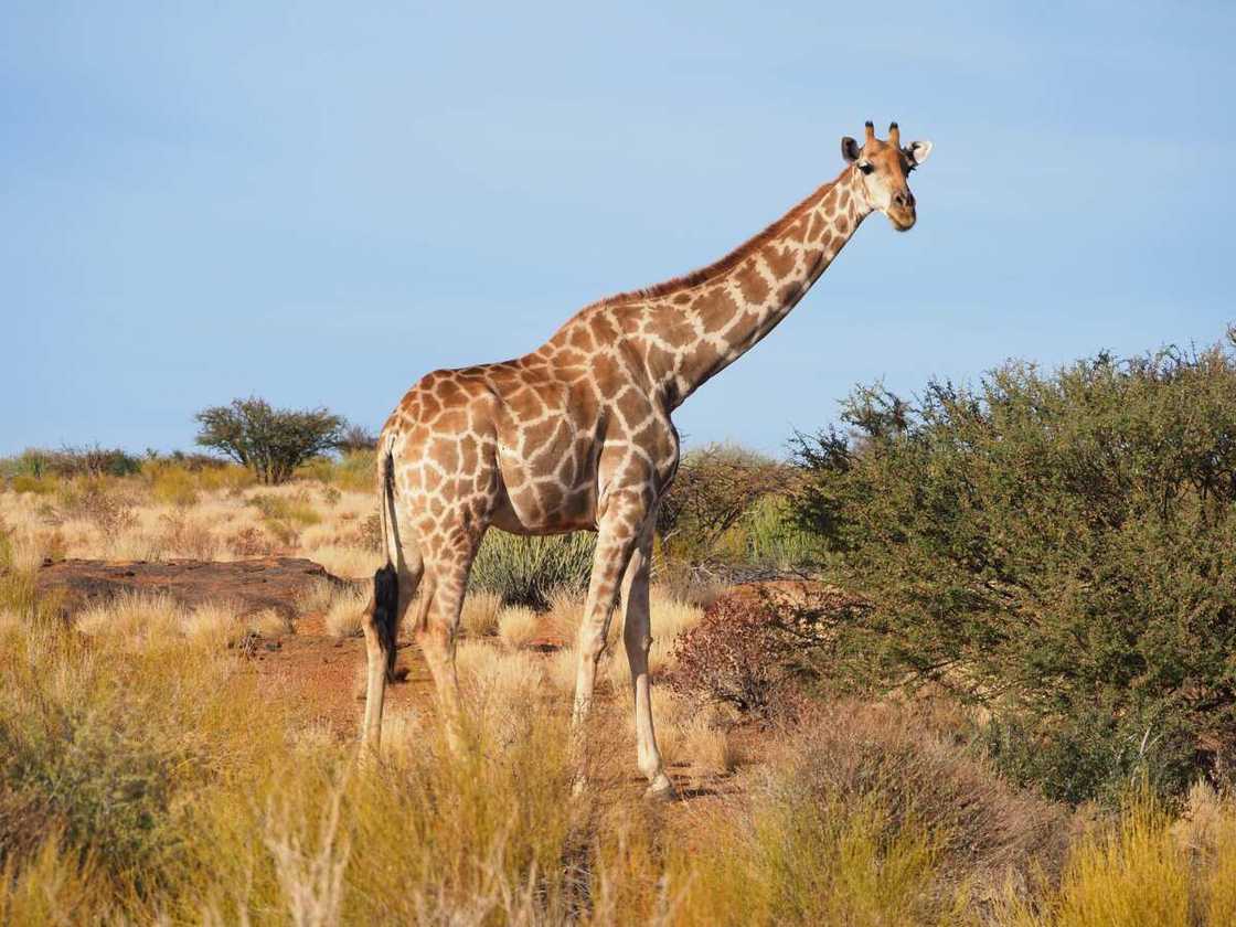 South African giraffe in the wild in the Augrabies Fall National Park. South African giraffe in the wild in the Augrabies Fall National Park.