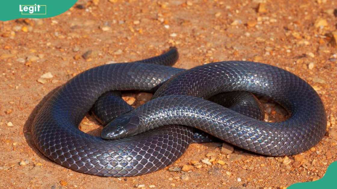 Amblyodipsas on a sandy surface