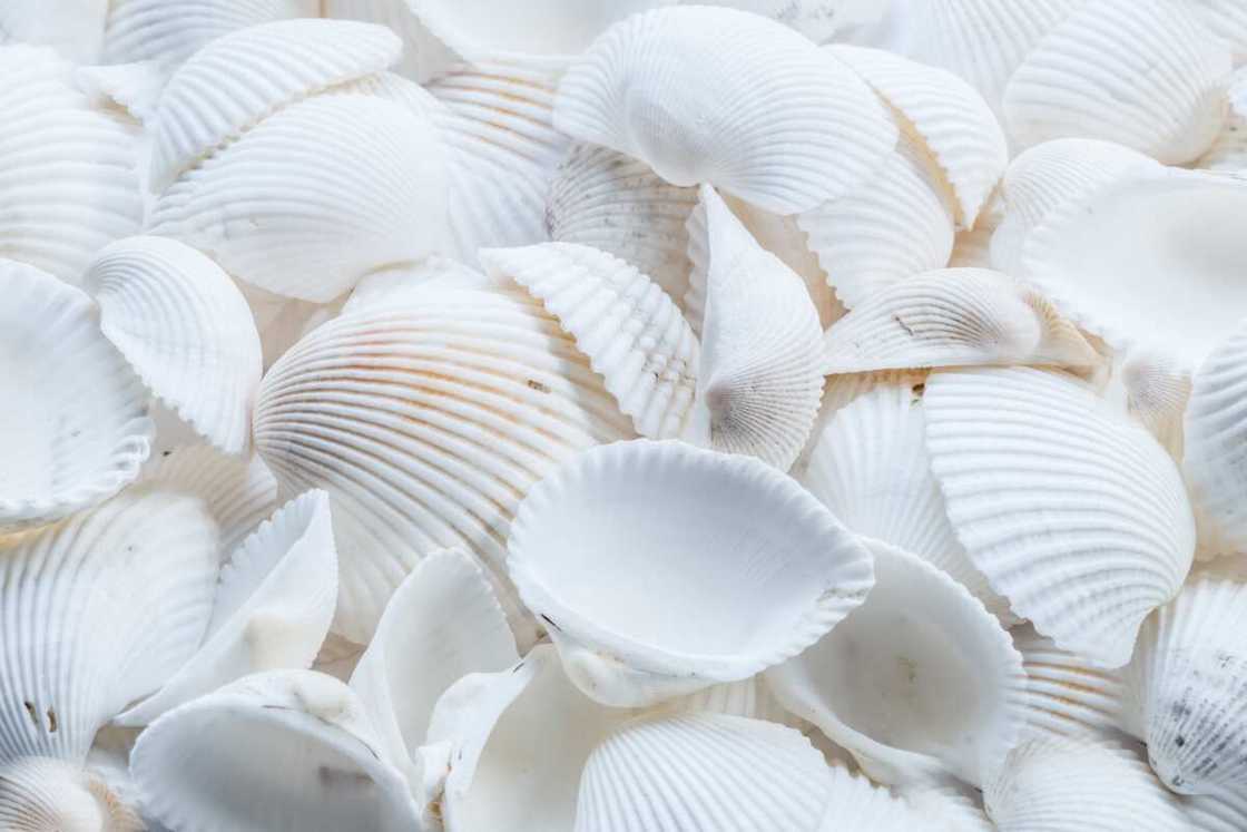Stacked white seashells Stacked white seashells