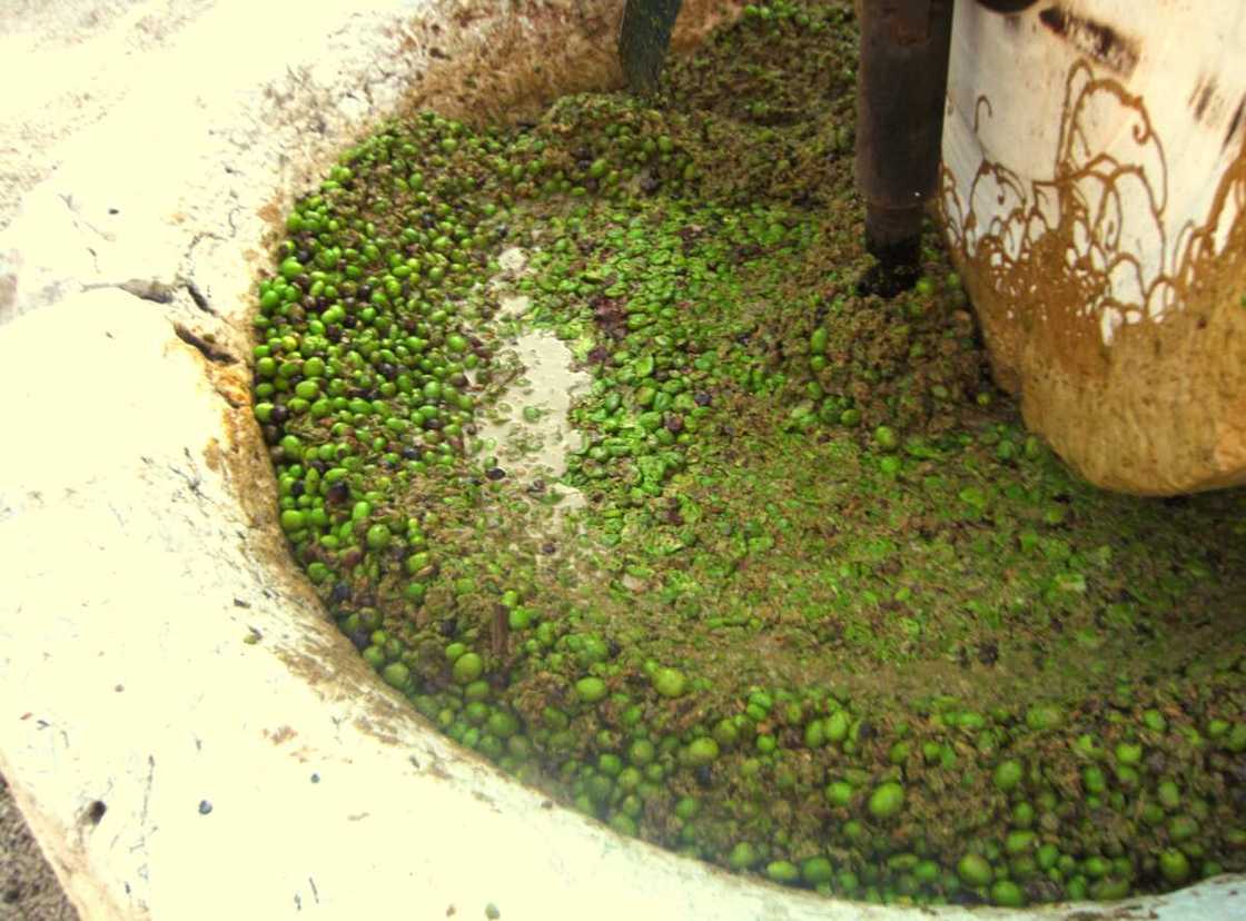 Olives under press Olives under press