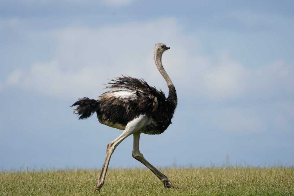 world's biggest things world's biggest things