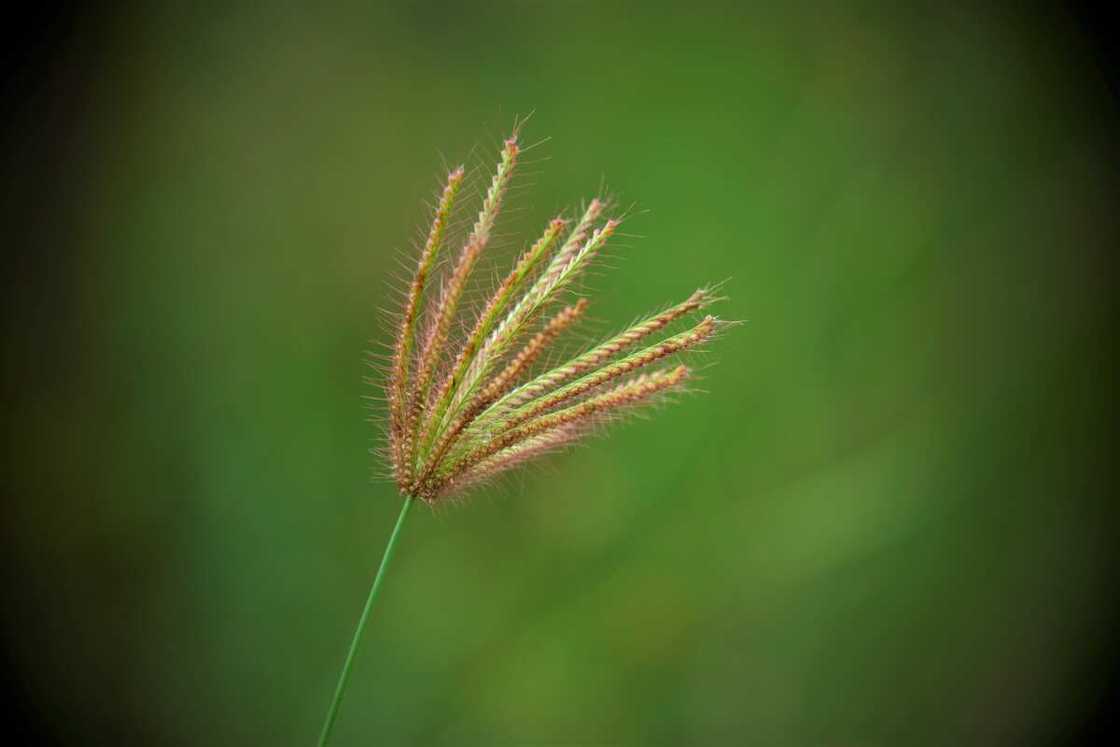 grasses and their botanical names