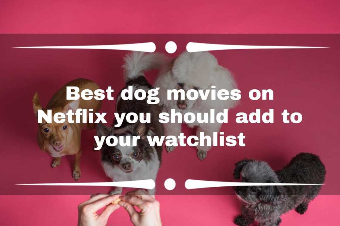 Dog movies on Netflix