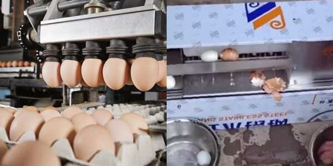 The egg peeling machine has gone viral in Nigeria The egg peeling machine has gone viral in Nigeria
