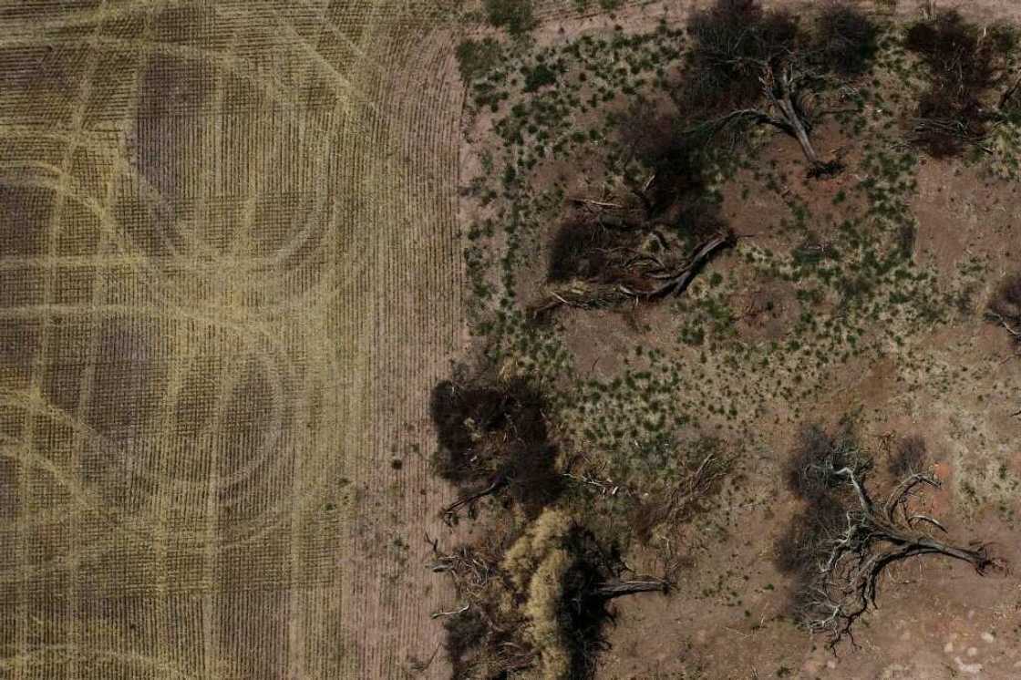 Aerial view of a deforested area of the Gran Chaco forest in northern Argentina near Juan Jose Castelli Aerial view of a deforested area of the Gran Chaco forest in northern Argentina near Juan Jose Castelli