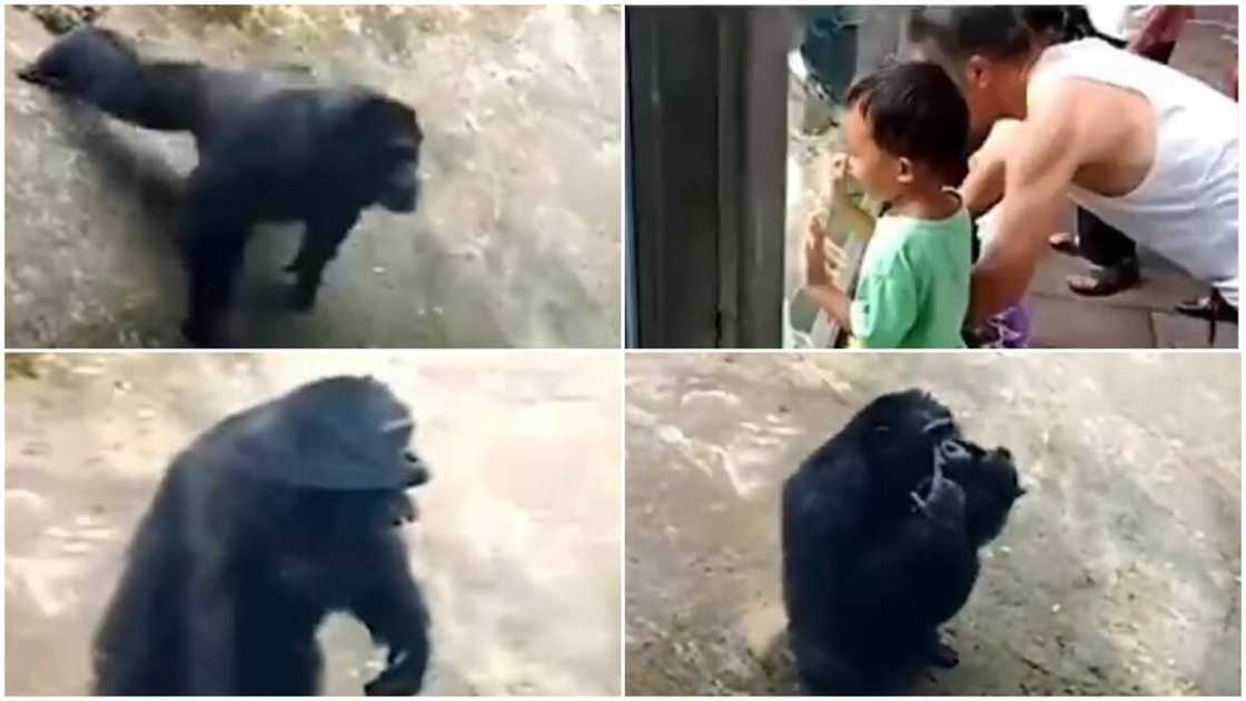 Chimpanzee copies man’s action Chimpanzee copies man’s action
