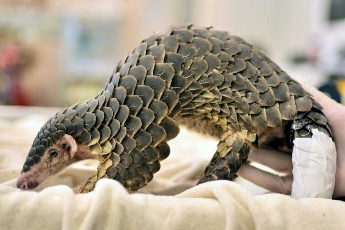 Pangolins are described by conservationists as the world's most trafficked mammal, with traditional Chinese medicine being the main driver Pangolins are described by conservationists as the world's most trafficked mammal, with traditional Chinese medicine being the main driver