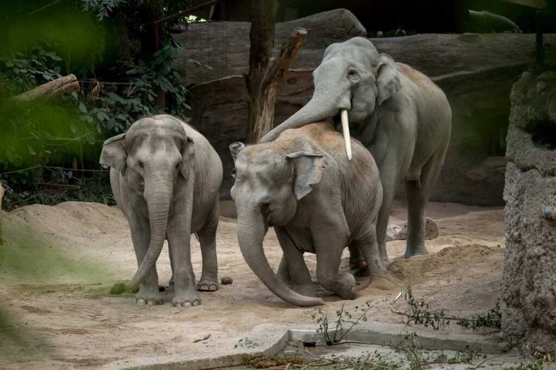 The herpesvirus leaves young Asian elephants with internal bleeding and organ failure The herpesvirus leaves young Asian elephants with internal bleeding and organ failure