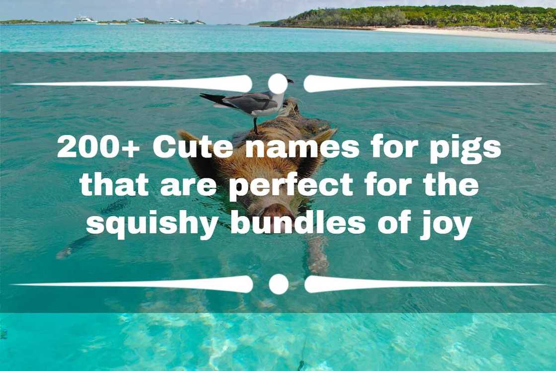 Names for pigs Names for pigs