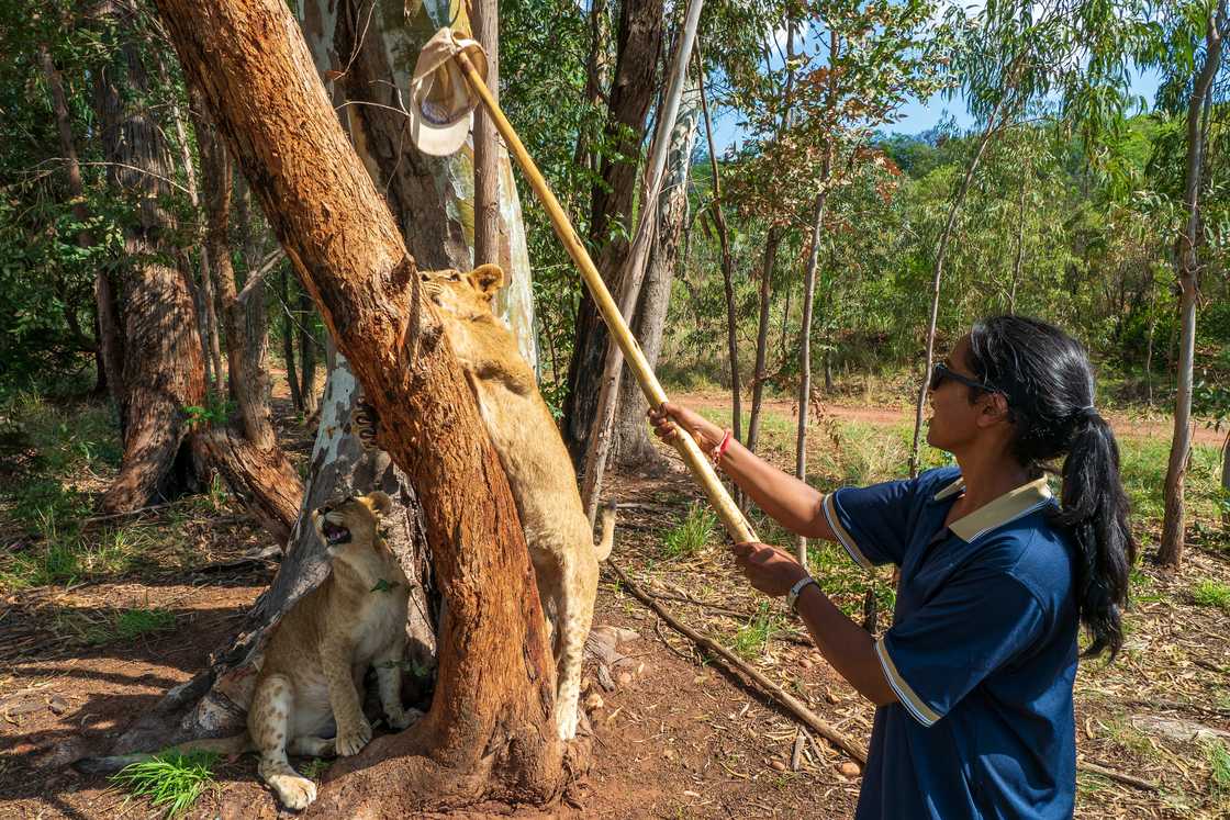 A woman teasing a young lion with a cap on a stick