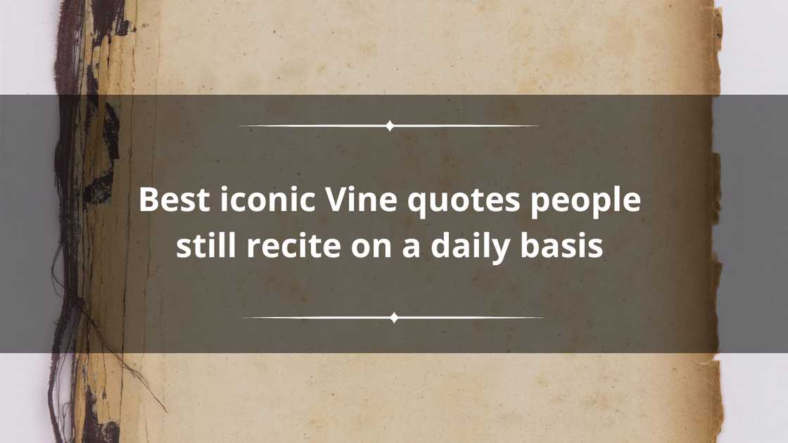 Best iconic Vine quotes Best iconic Vine quotes