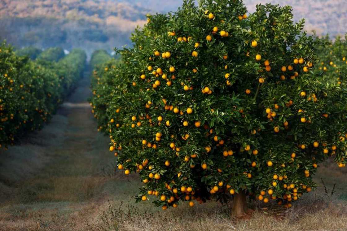 South African citrus growers are saying new EU requirements are putting undue extra pressure on them South African citrus growers are saying new EU requirements are putting undue extra pressure on them