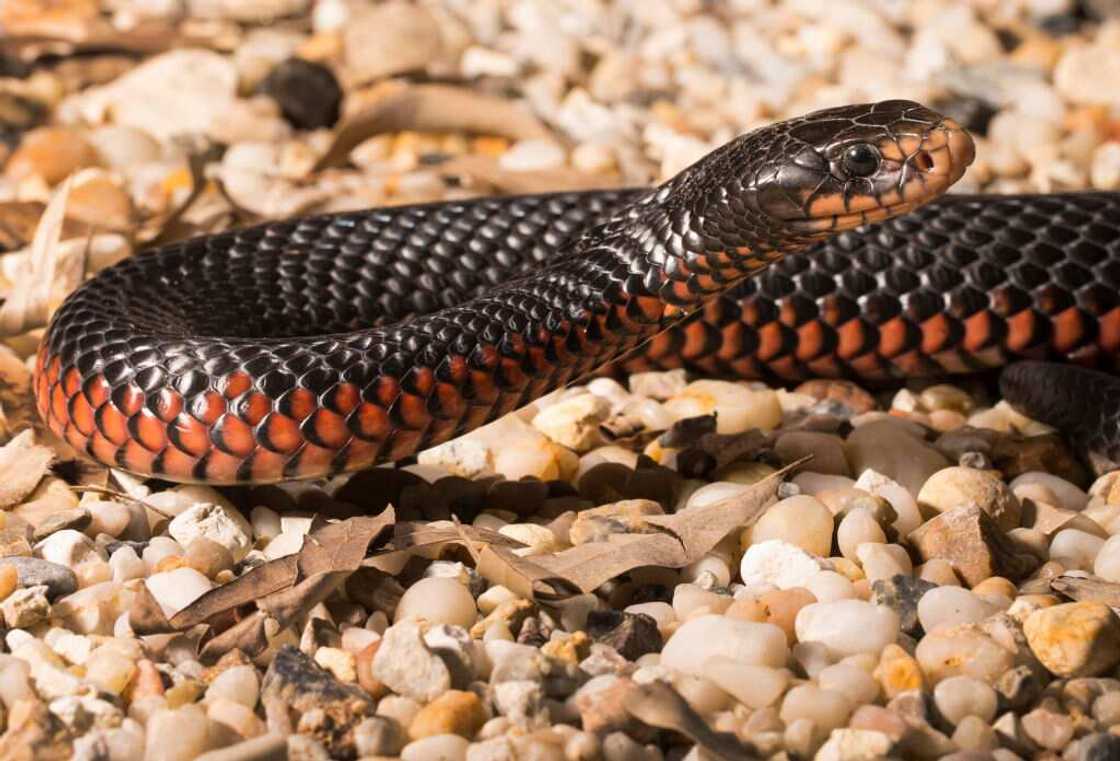 A red-bellied snake on stone pellets