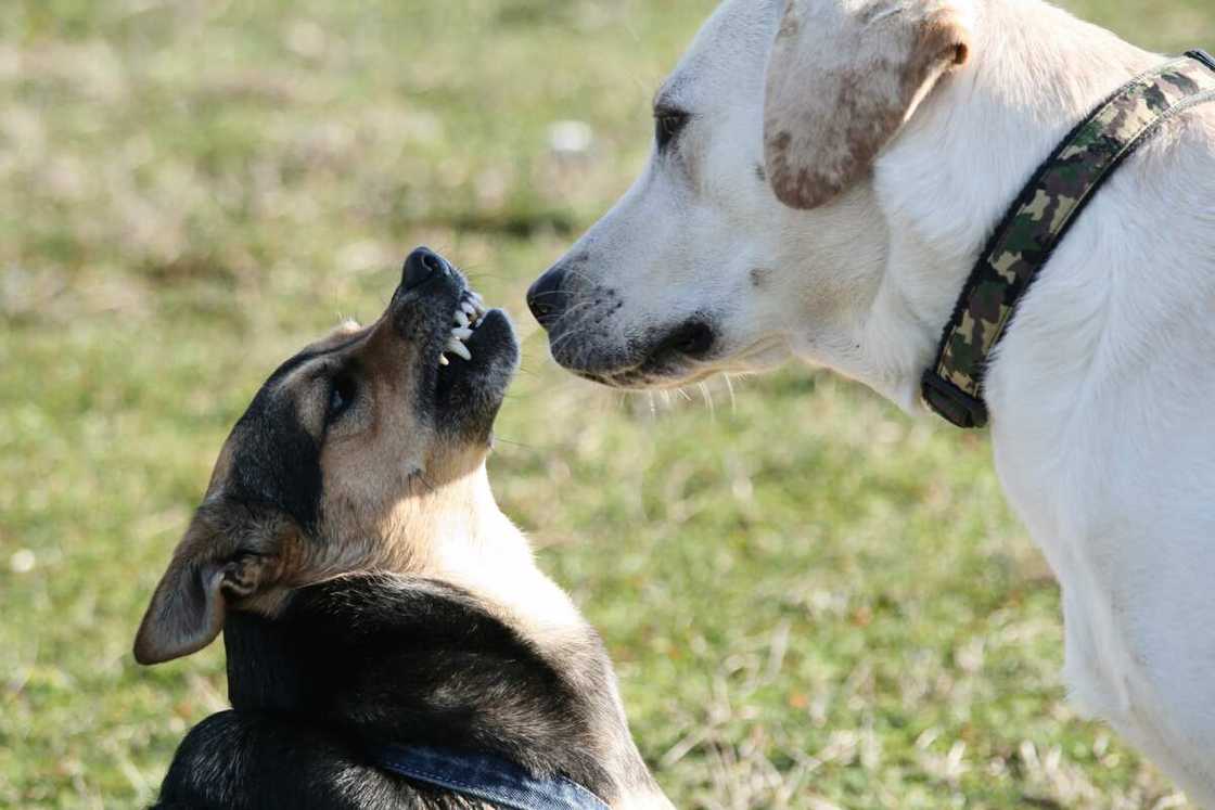 chien qui montre les dents pour se défendre chien qui montre les dents pour se défendre