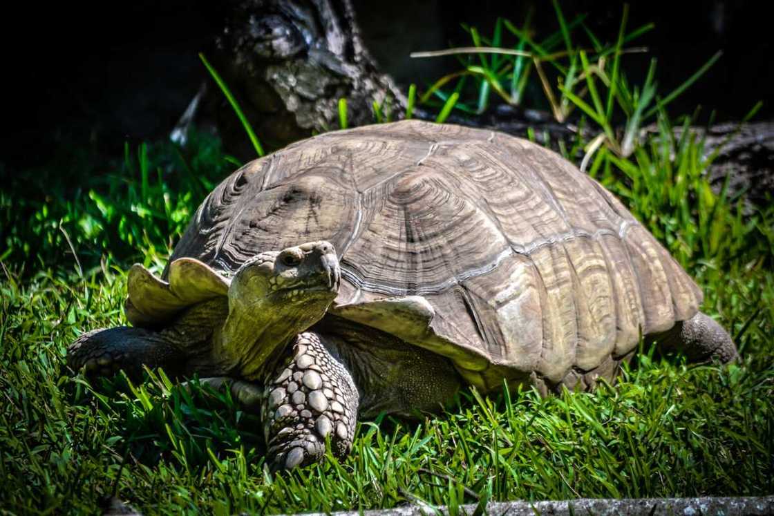 turtle names turtle names