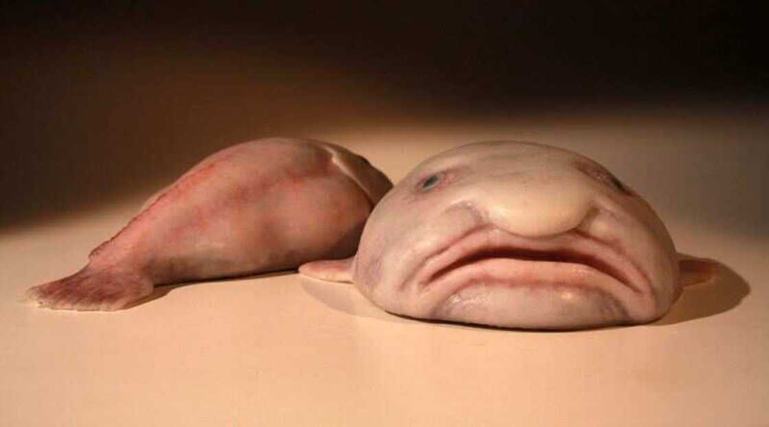blobfish blobfish