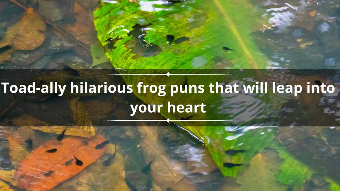 Hilarious frog puns