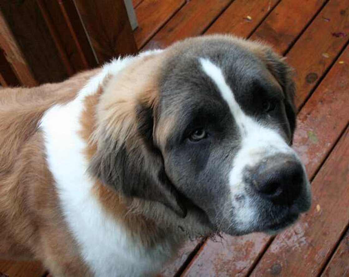 Saint Bernard Saint Bernard