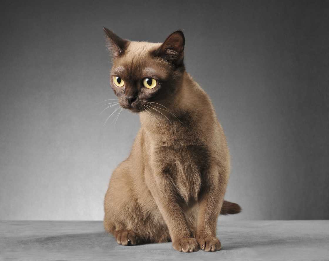 Burmese cat sitting and looking at something.