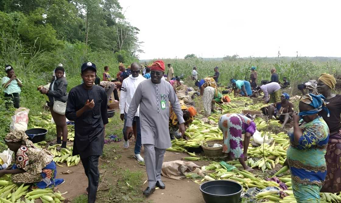 A maize harvest and sales event at the Federal University of Agriculture, Abeokuta A maize harvest and sales event at the Federal University of Agriculture, Abeokuta