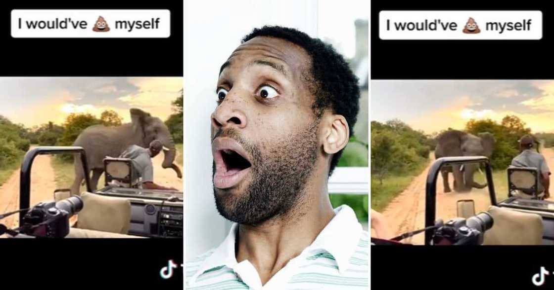 TikTok video of elephant charging TikTok video of elephant charging