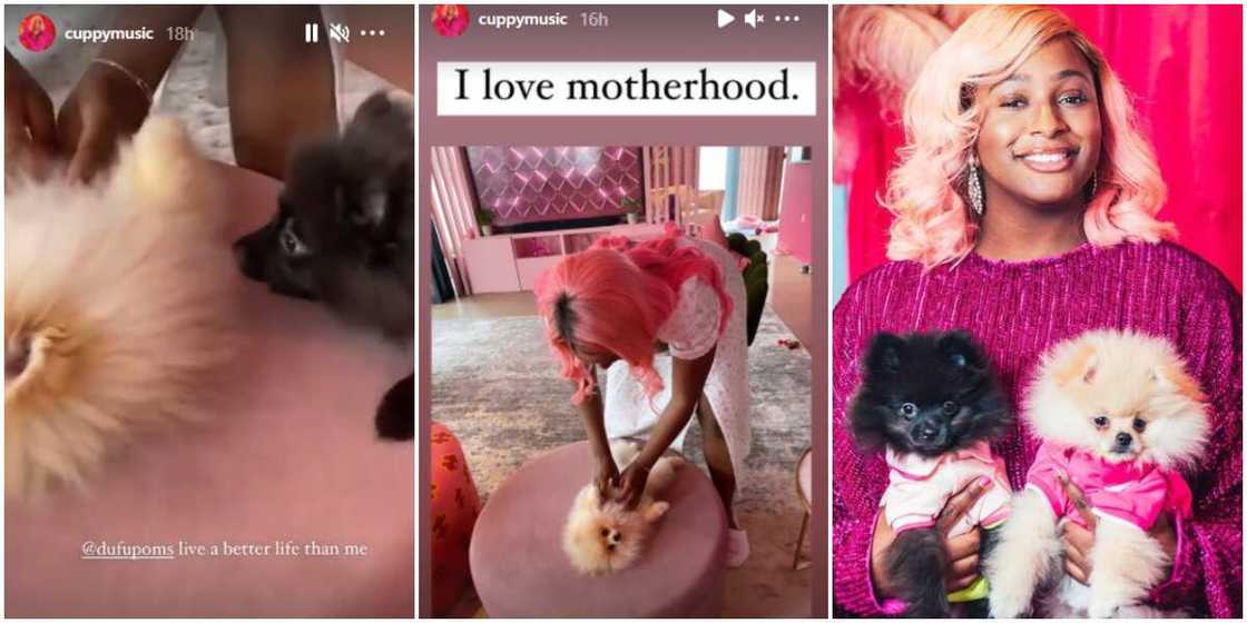 My dogs live a better life than me: DJ Cuppy says as she reels in the excitement of motherhood My dogs live a better life than me: DJ Cuppy says as she reels in the excitement of motherhood