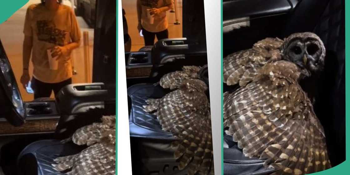 Owl in man's car Owl in man's car