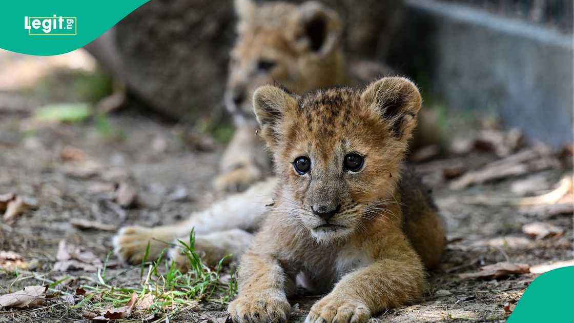 Berkem Aslan Diyari, Mangavdat District, Antalya, Turkiye, Lion cub named after Victor Osimhen, Turkiye.