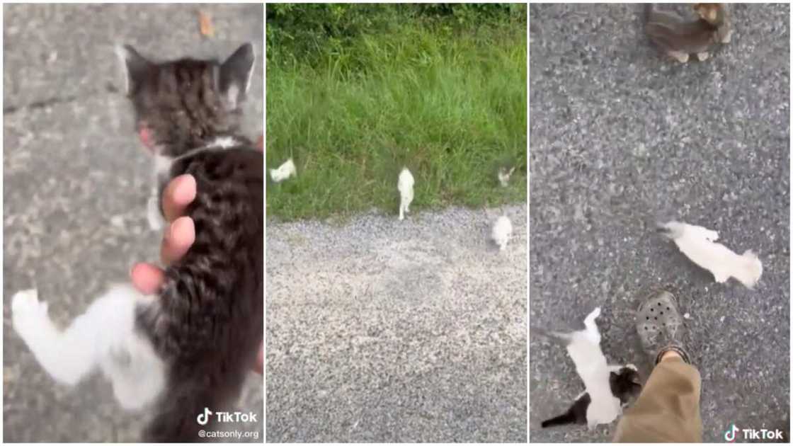 Many said that he is lucky to have the pets' love. Many said that he is lucky to have the pets' love.