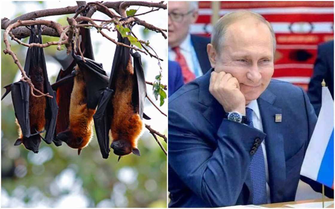 Charity group rescues bats from Ukraine to protect them from Russian bombs Charity group rescues bats from Ukraine to protect them from Russian bombs