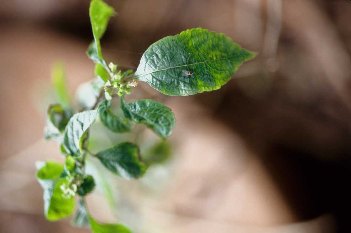 benefits of bitter leaf