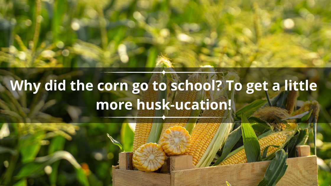 Corn puns for kids Corn puns for kids