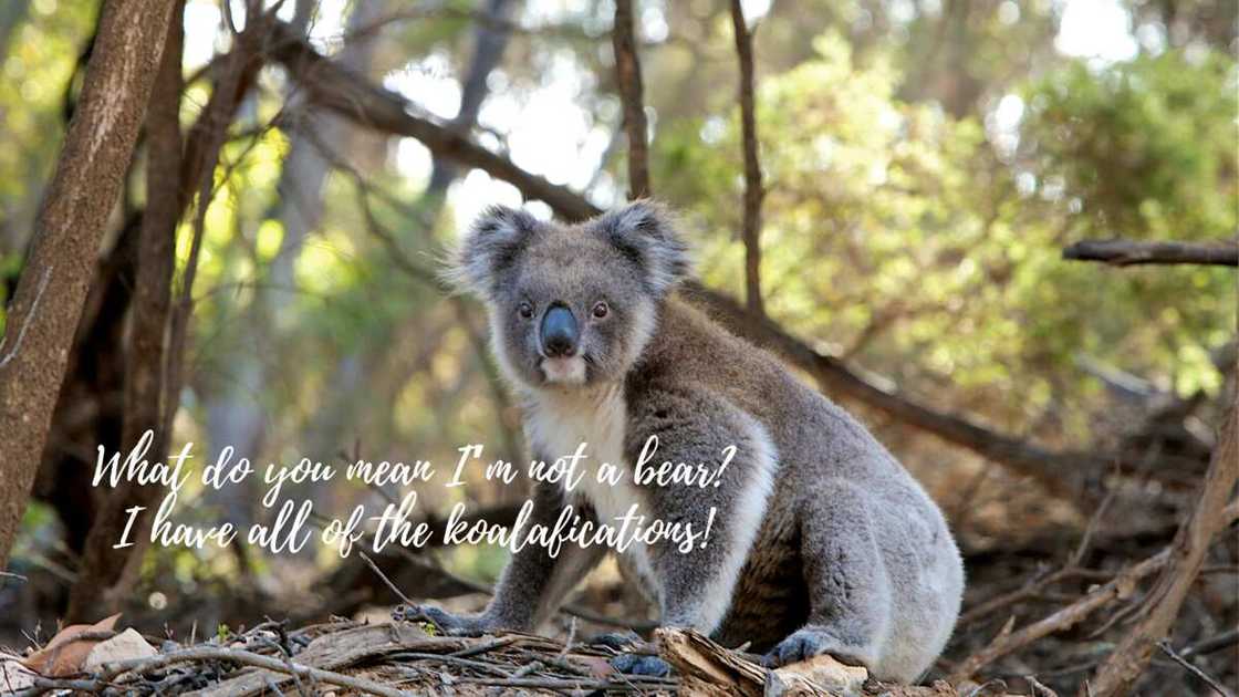 animal name puns animal name puns