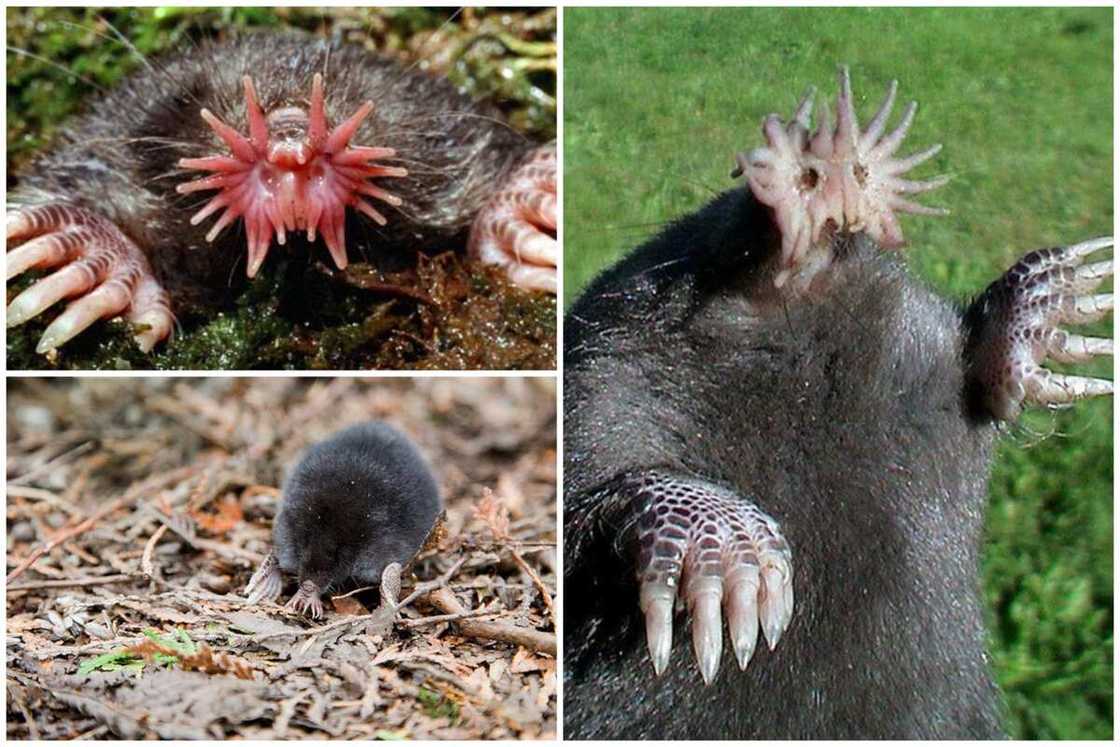 Scariest looking animals Scariest looking animals