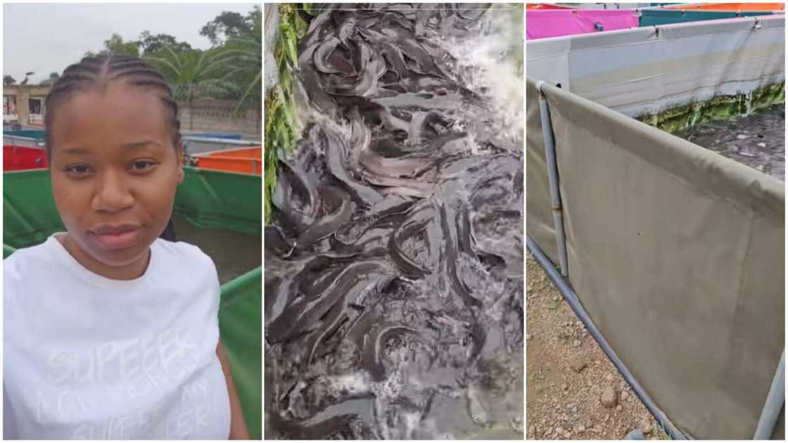 Fish farming in Nigeria/Lady showed off fish ponds. Fish farming in Nigeria/Lady showed off fish ponds.