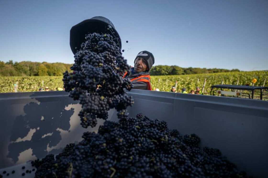 While growing, UK vineyards are however dwarfed on the international stage, covering a total of 3,800 hectares -- or about one tenth of France's champagne-producing region While growing, UK vineyards are however dwarfed on the international stage, covering a total of 3,800 hectares -- or about one tenth of France's champagne-producing region