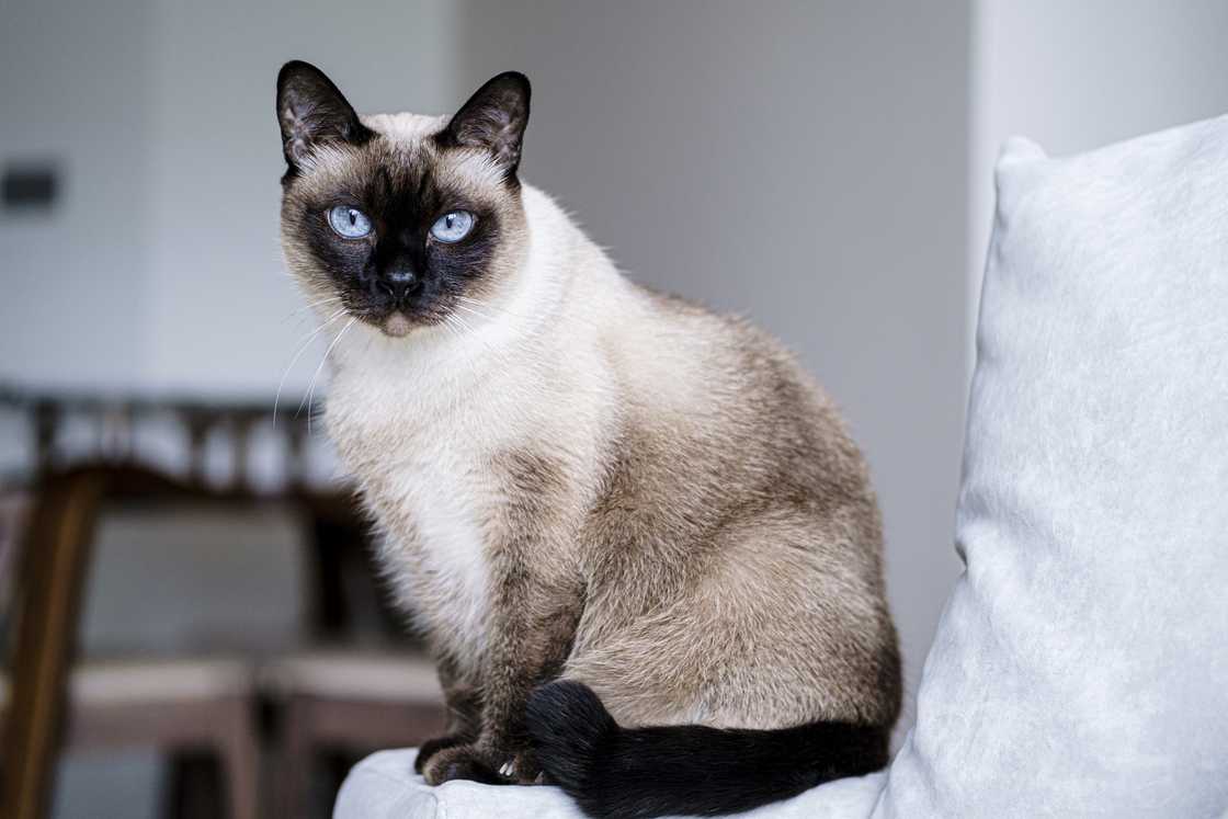 A Siamese cat looking at the camera.