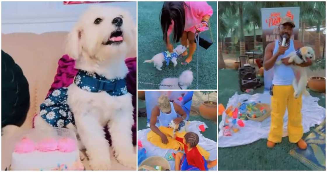 Nigerian man, birthday party for his dog Nigerian man, birthday party for his dog